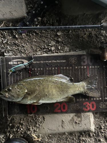 スモールマウスバスの釣果