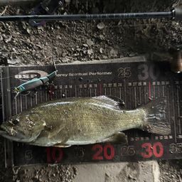 スモールマウスバス