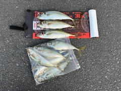 マルアジの釣果