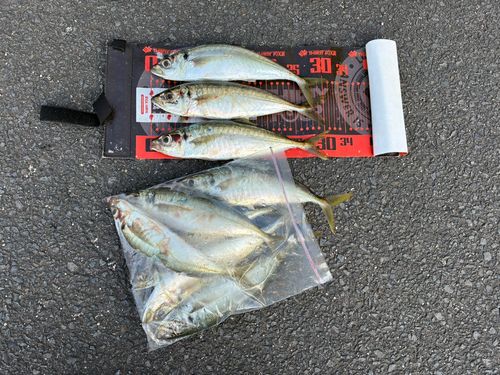 マルアジの釣果