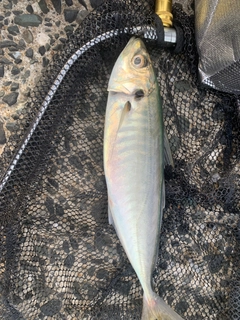 マルアジの釣果