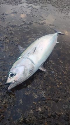 ソウダガツオの釣果