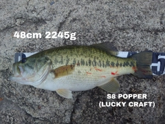 ブラックバスの釣果