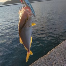 カンパチ