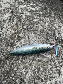 サバの釣果