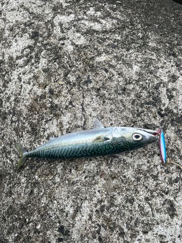 サバの釣果