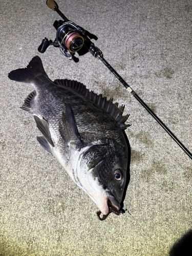 クロダイの釣果
