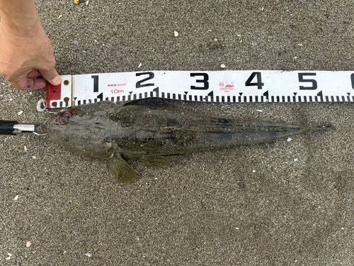マゴチの釣果
