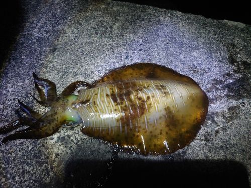 アオリイカの釣果