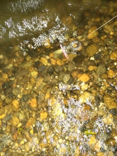ウナギの釣果