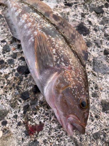 アイナメの釣果