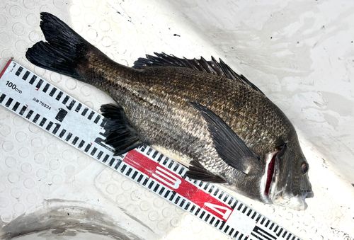 チヌの釣果