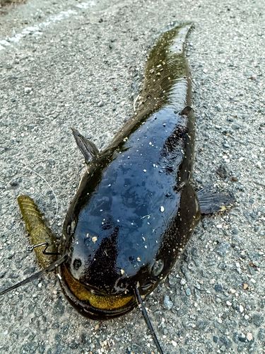 ナマズの釣果