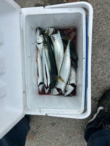 マサバの釣果