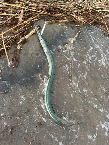 ダツの釣果
