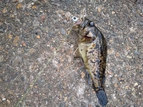 クロソイの釣果