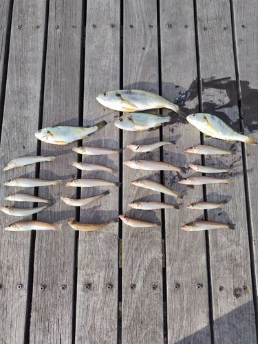 キスの釣果