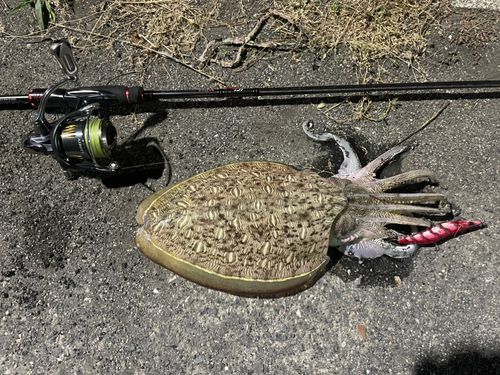 モンゴウイカの釣果