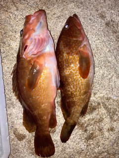 アコウの釣果