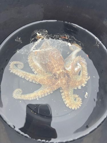 タコの釣果