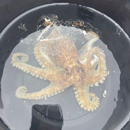 タコ