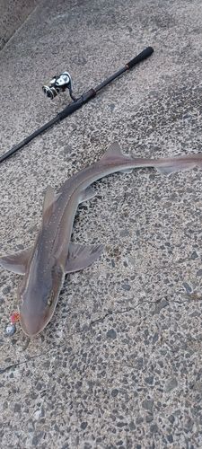 ホシザメの釣果