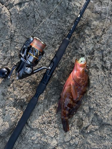 アコウの釣果