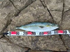 メジロの釣果