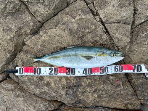 メジロの釣果