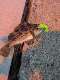 クロソイの釣果