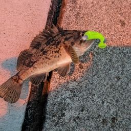 クロソイ