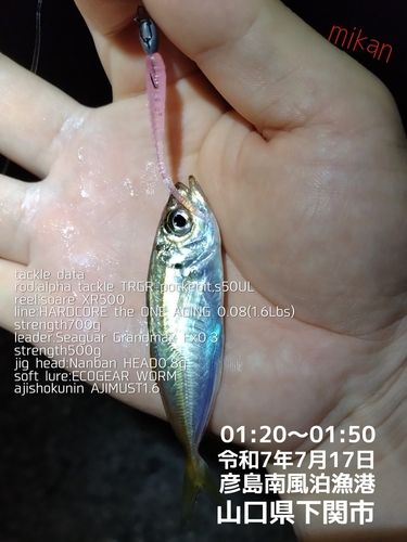 アジの釣果