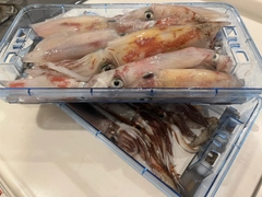 アカイカの釣果