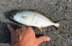 ネリゴの釣果