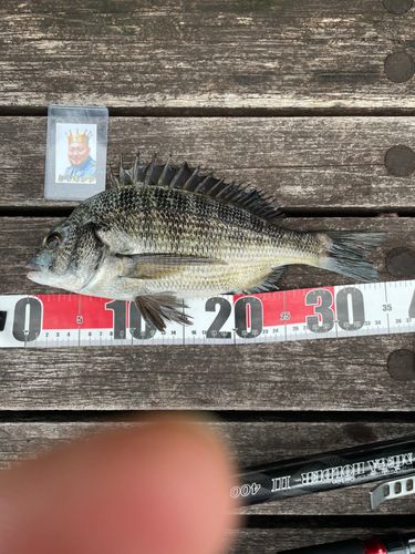 クロダイの釣果