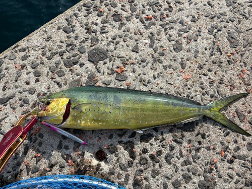 シイラの釣果