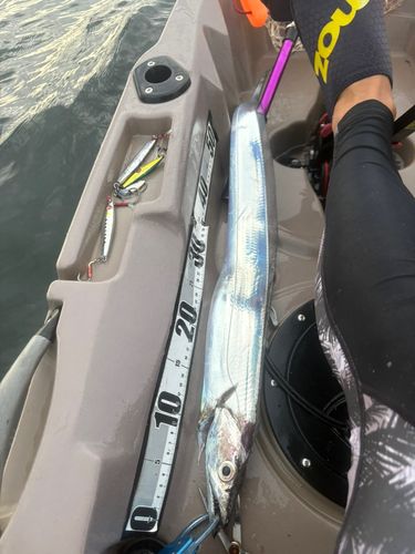 タチウオの釣果