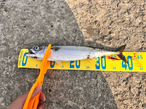 サバの釣果