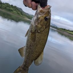 スモールマウスバス