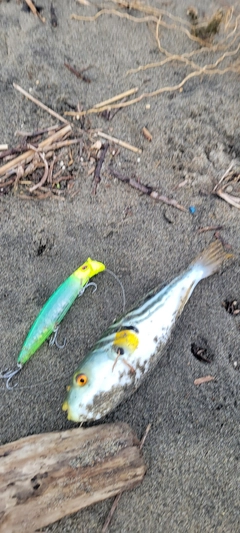 シマフグの釣果