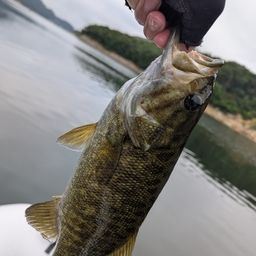 スモールマウスバス