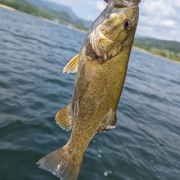 スモールマウスバス