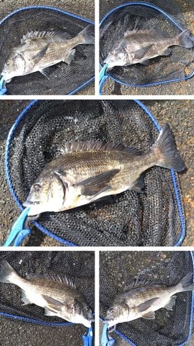 チヌの釣果