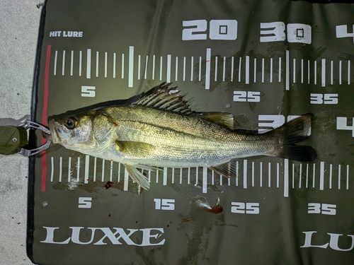 シーバスの釣果