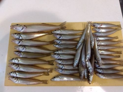 キスの釣果