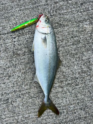 ワカシの釣果