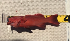 アカジンミーバイの釣果