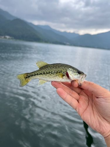 ノゴイの釣果