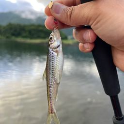 ノゴイ