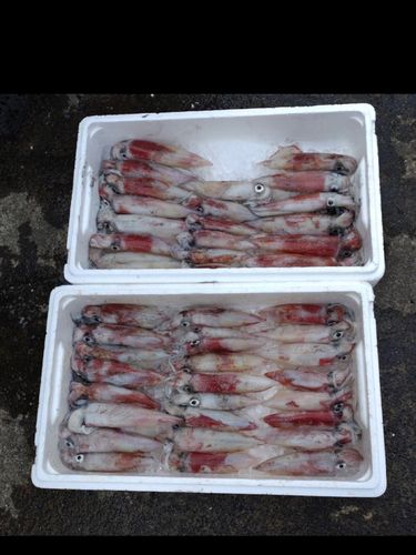 シロイカの釣果